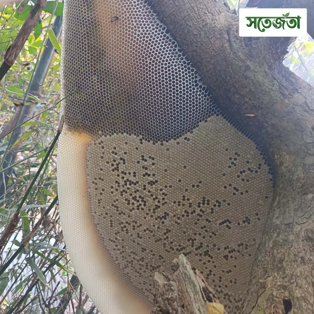 চাকসহ প্রাকৃতিক মধু/Natural Honeycomb 1kg - Image 6