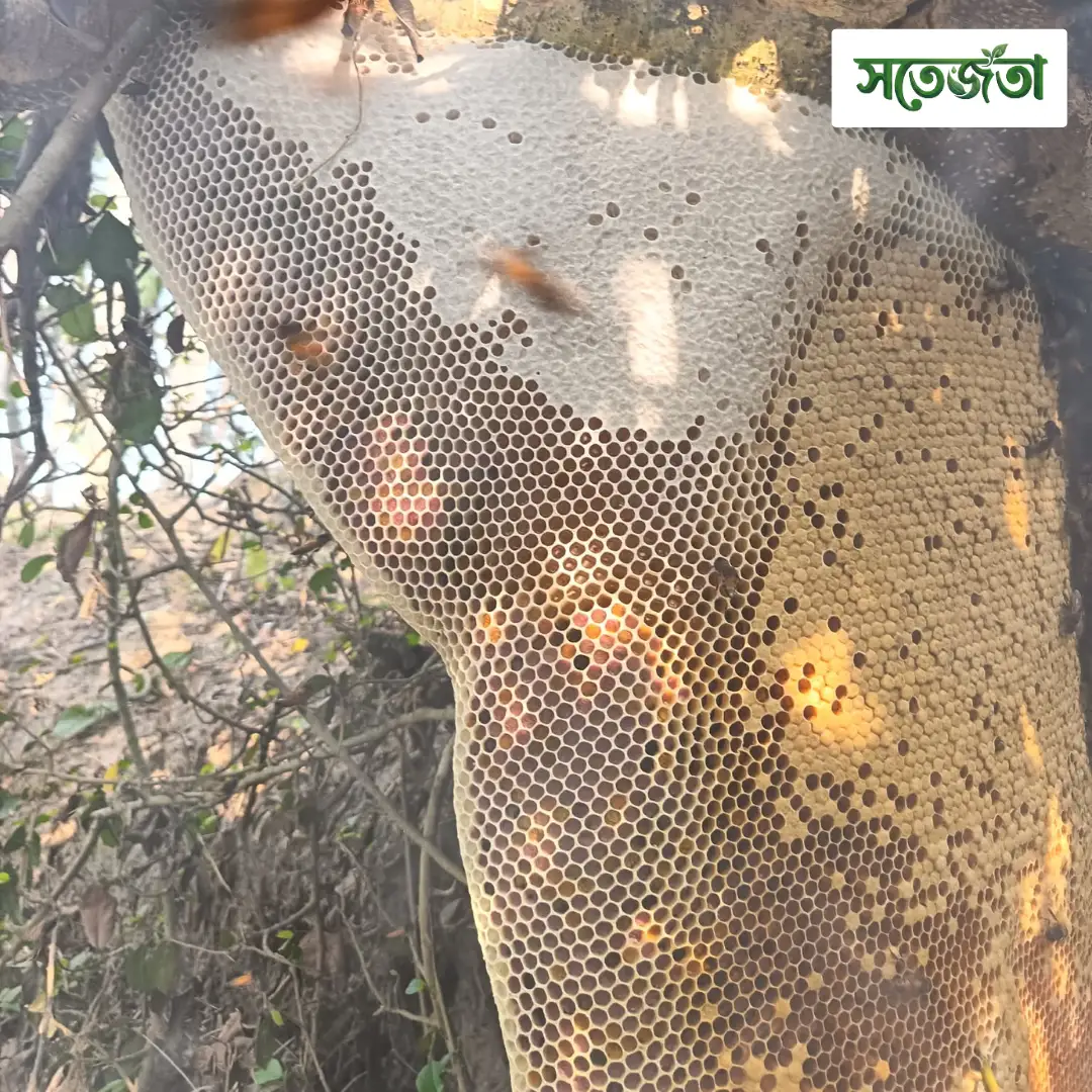 চাকসহ প্রাকৃতিক মধু/Natural Honeycomb 1kg - Image 3